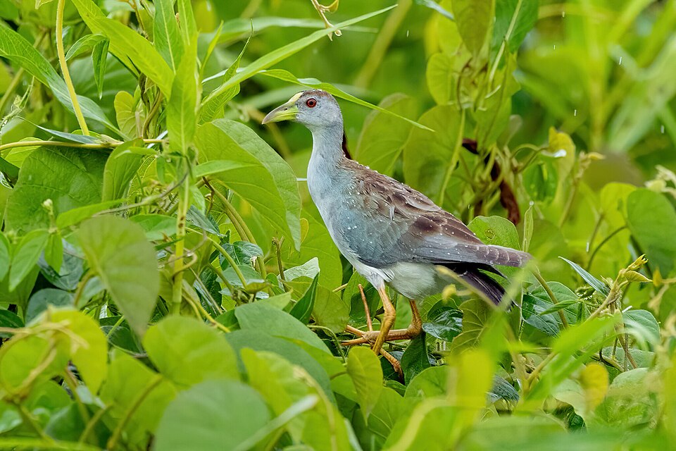 Azure Gallinule