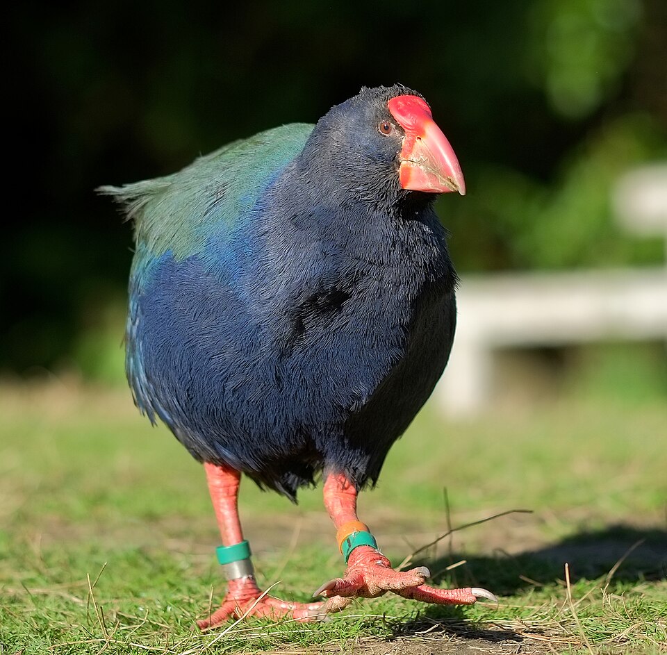 South Island Takahe
