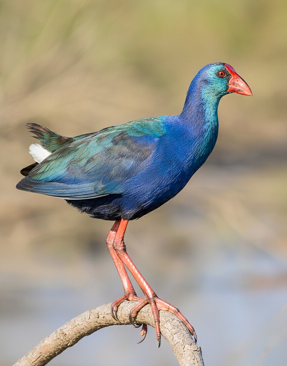 African Swamphen