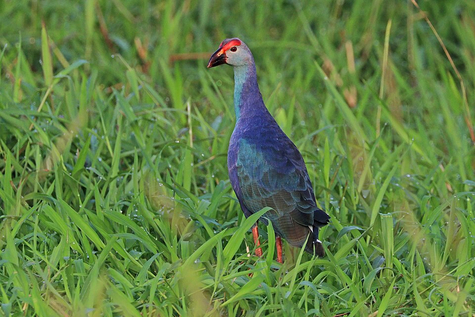 Grey-headed Swamphen