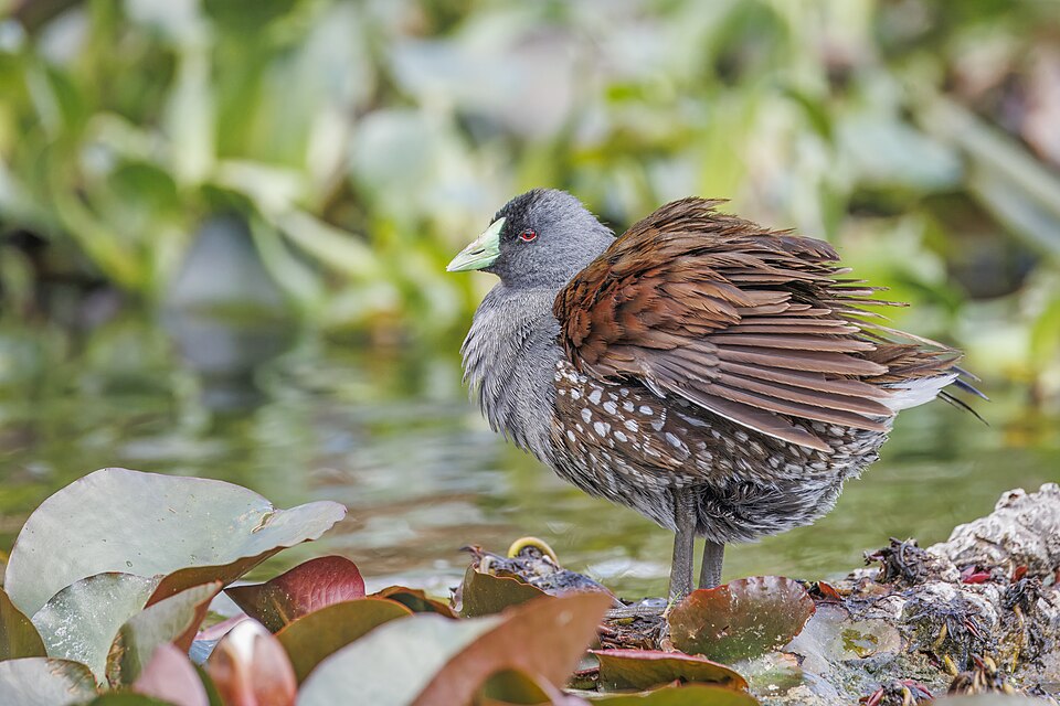 Spot-flanked Gallinule