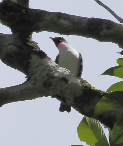 Purple-throated Cotinga