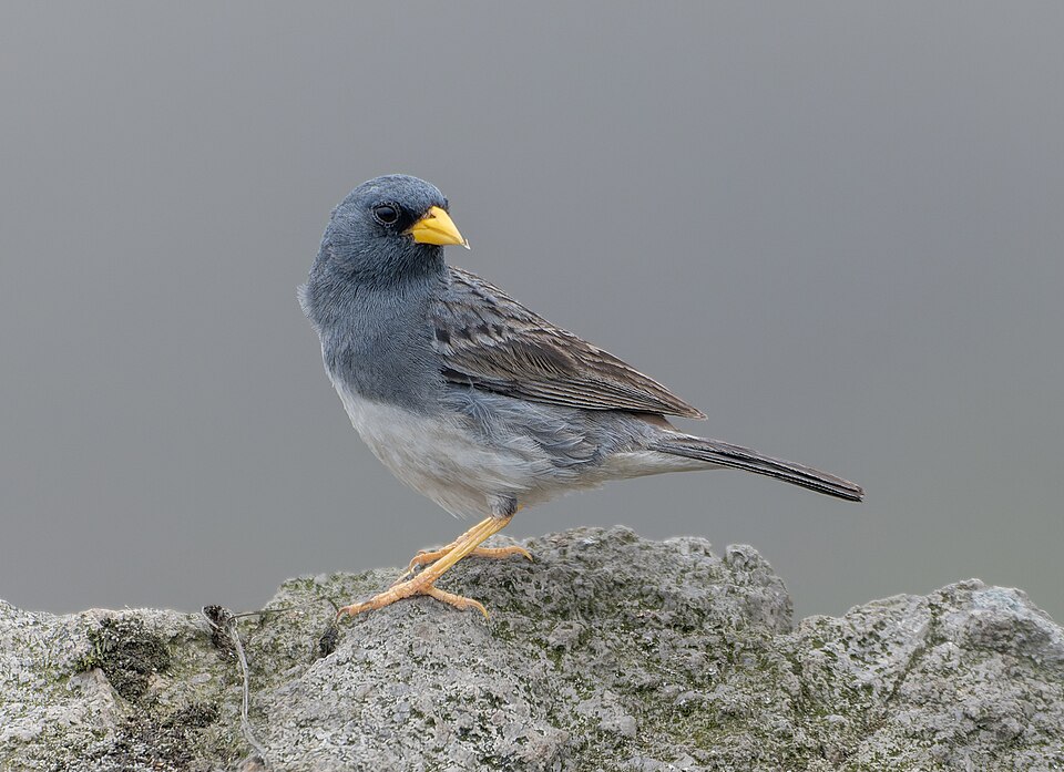 Band-tailed Sierra Finch