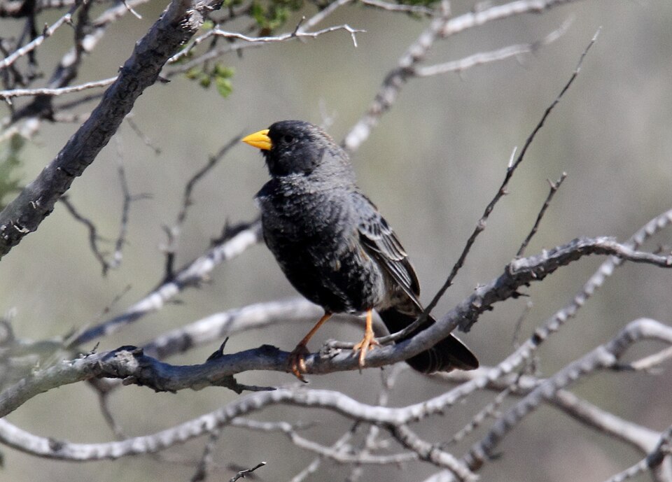 Carbonated Sierra Finch