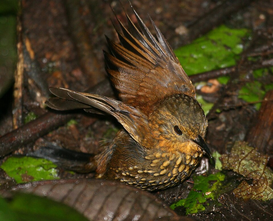 Spotted Barbtail