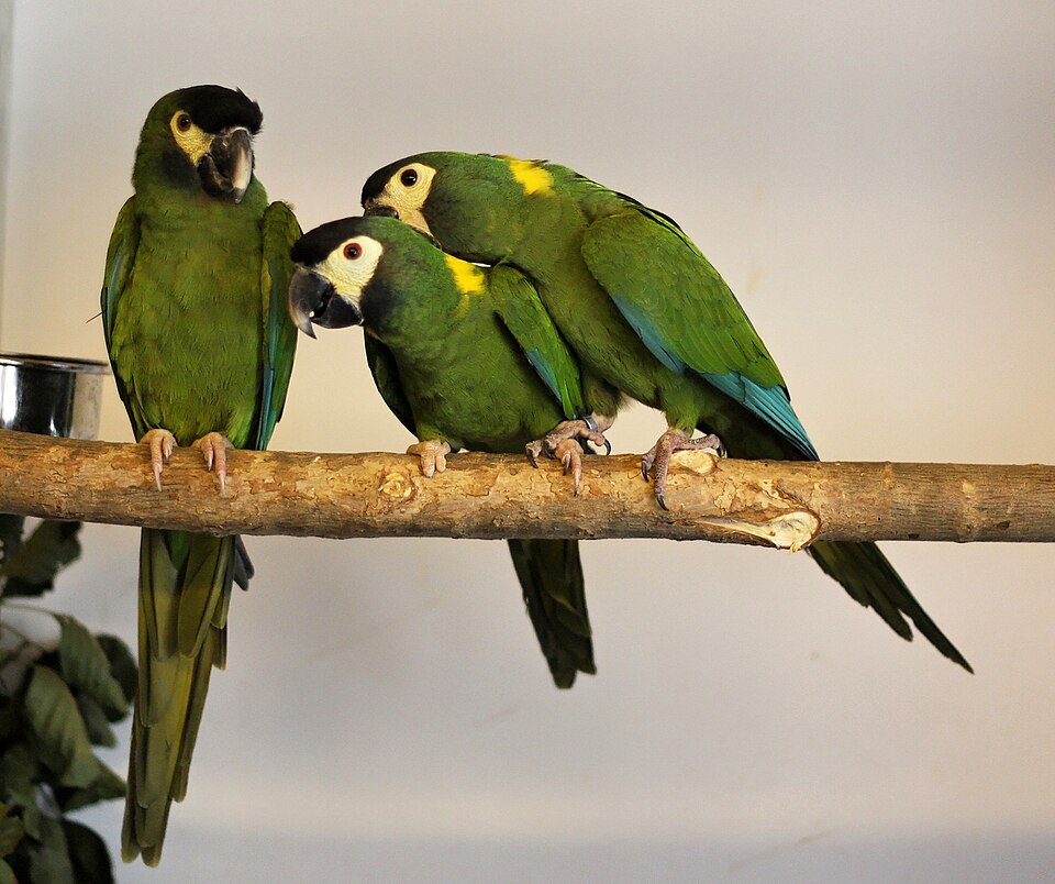Golden-collared Macaw