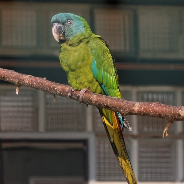 Blue-headed Macaw