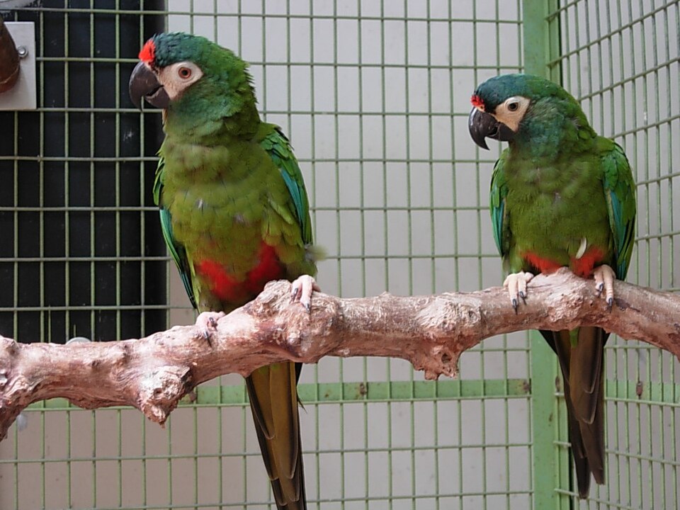 Blue-winged Macaw