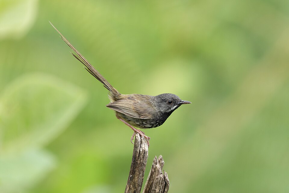Black-throated Prinia