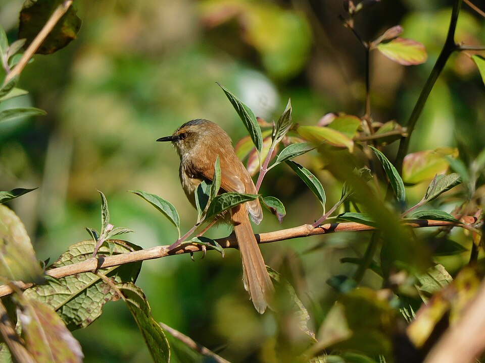 Grey-crowned Prinia