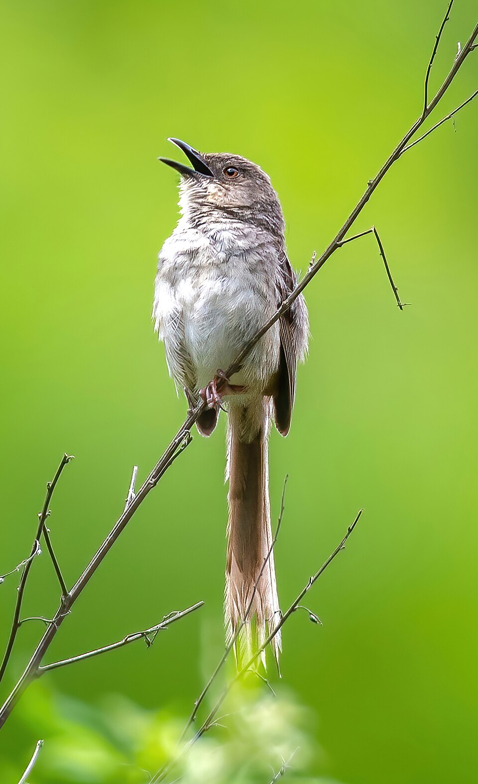 Himalayan Prinia