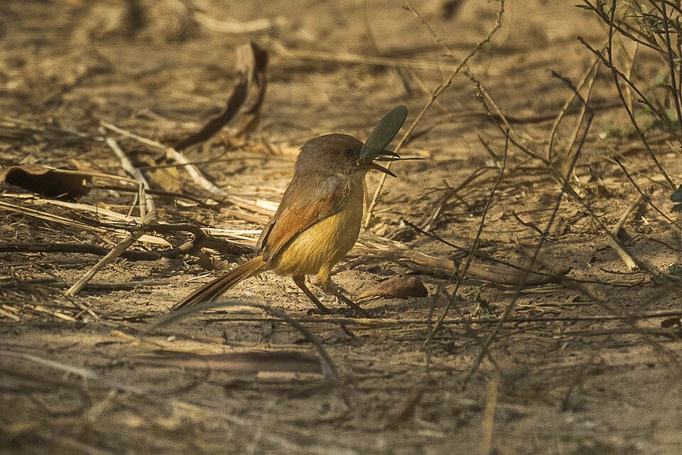 Red-winged Prinia