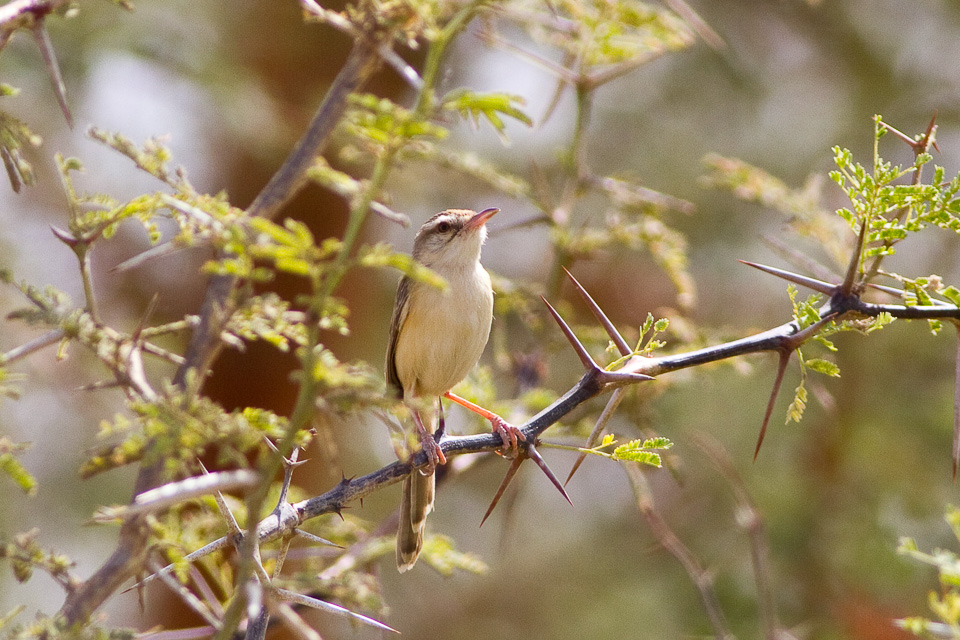 River Prinia