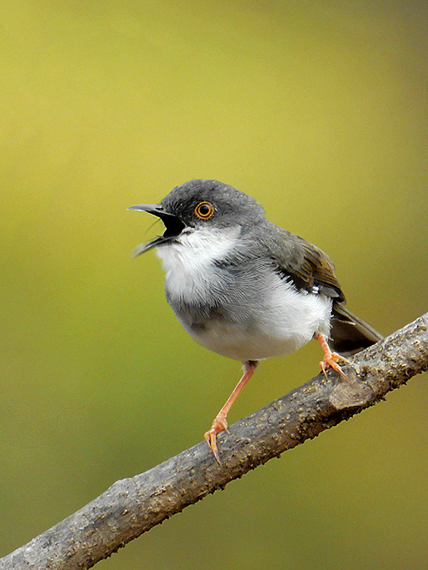 Grey-breasted Prinia