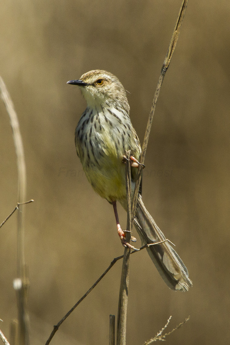 Drakensberg Prinia