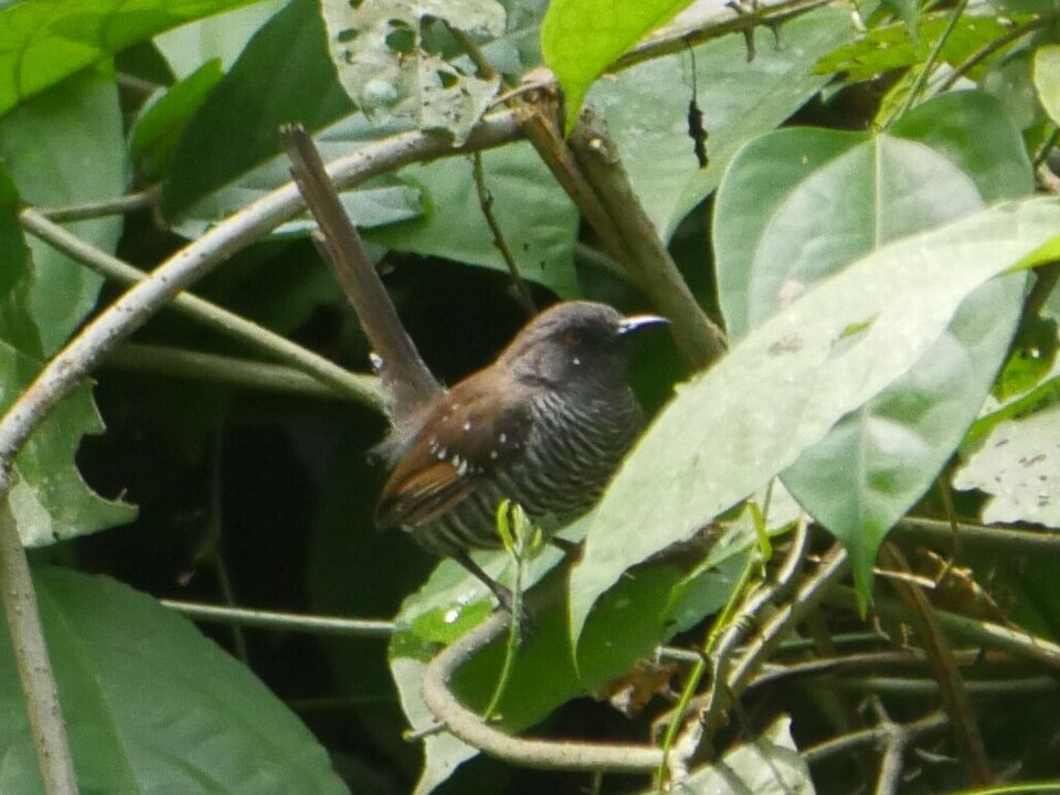 Black-faced Prinia