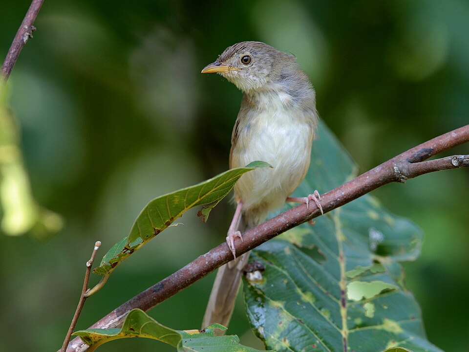 Brown Prinia
