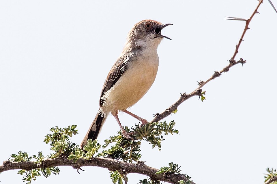 Red-fronted Prinia