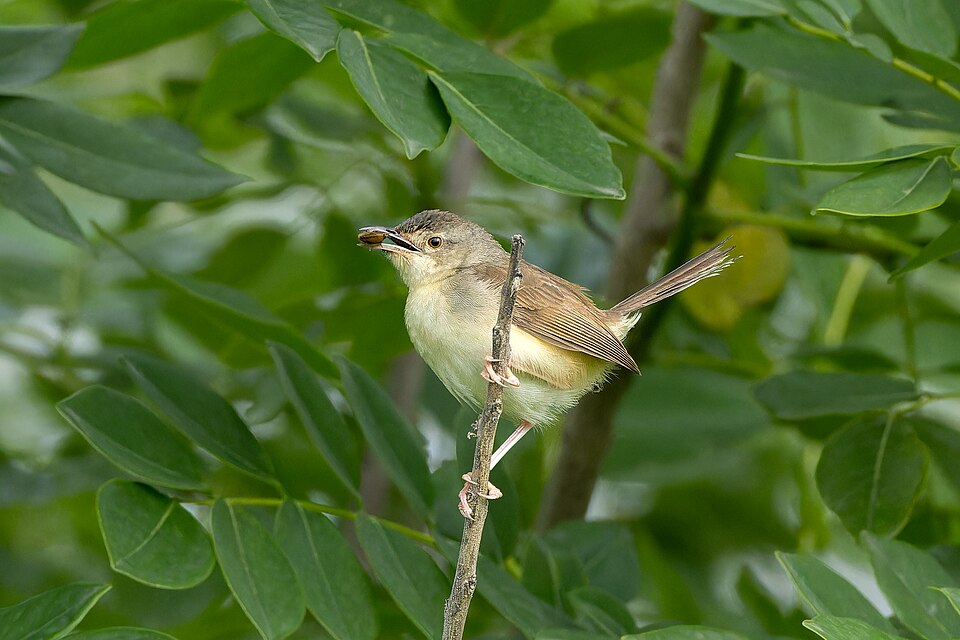 Jungle Prinia