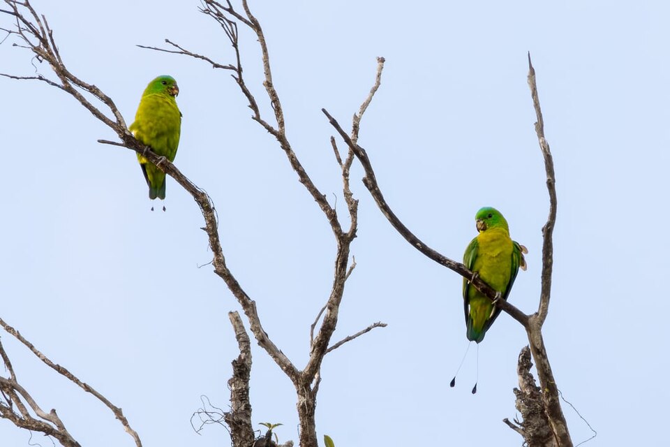 Blue-crowned Racket-tail