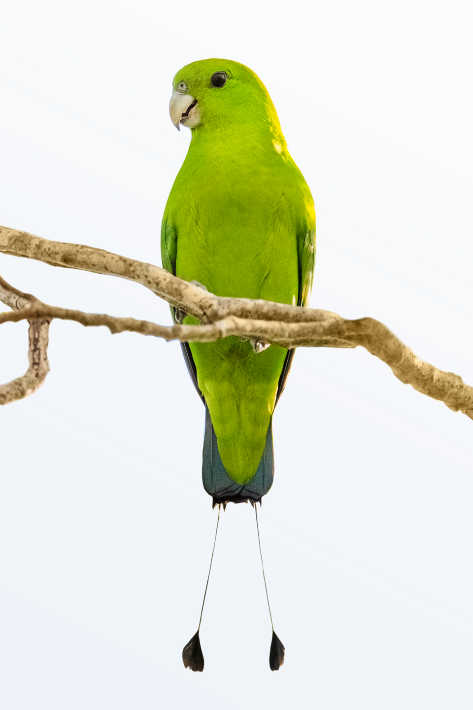 Green Racket-tail