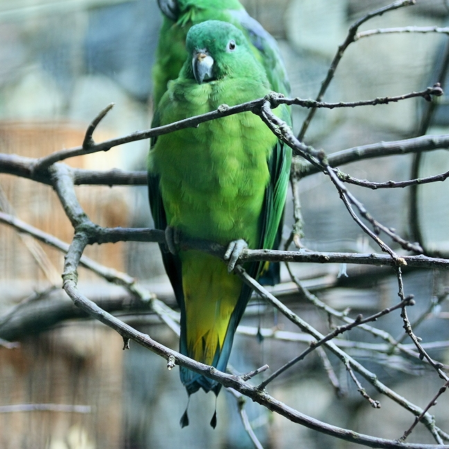 Buru Racket-tail