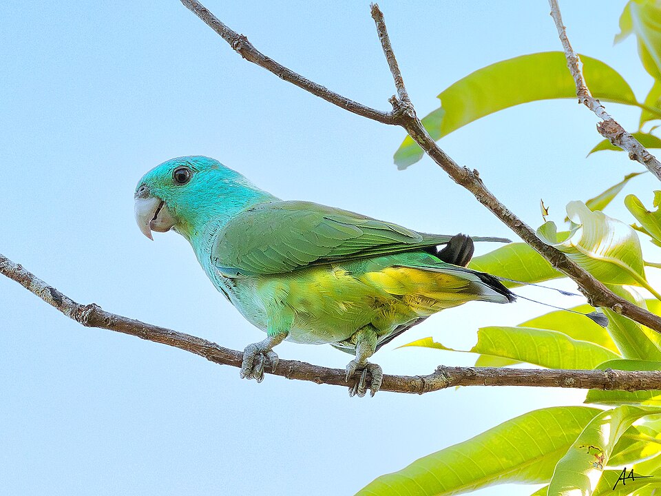 Blue-headed Racket-tail