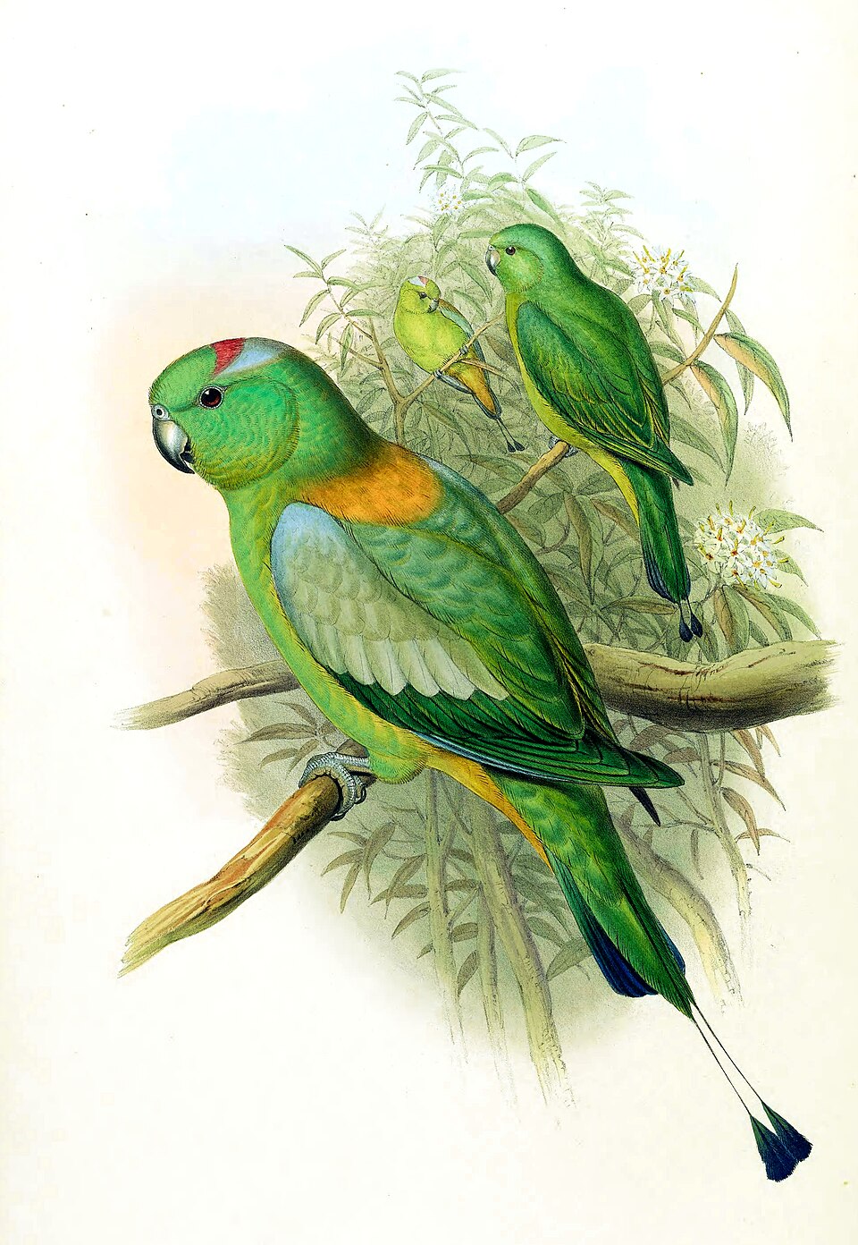 Golden-mantled Racket-tail