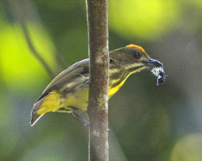 Yellow-breasted Flowerpecker