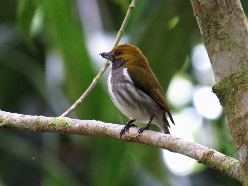 Olive-backed Flowerpecker