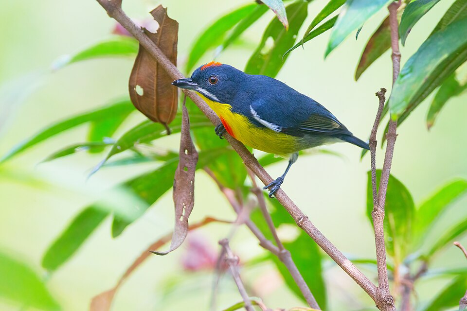 Crimson-breasted Flowerpecker
