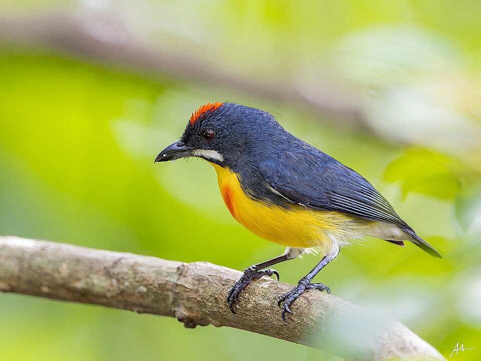 Palawan Flowerpecker