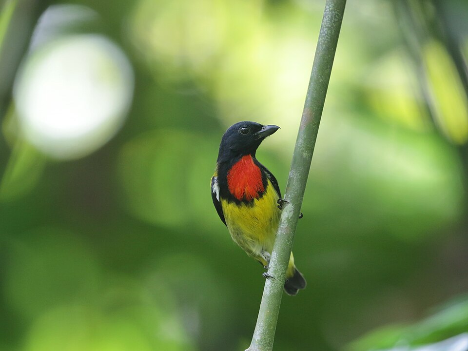 Scarlet-breasted Flowerpecker