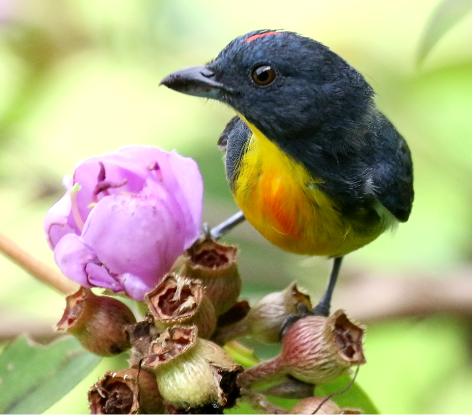 Yellow-rumped Flowerpecker