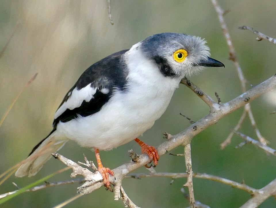 White-crested Helmetshrike
