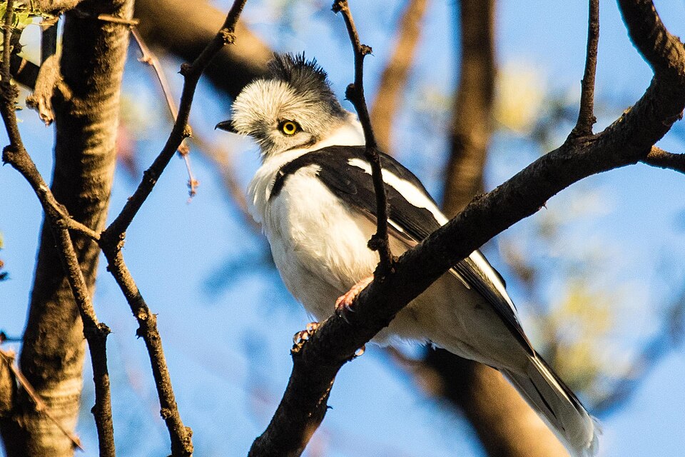 Grey-crested Helmetshrike