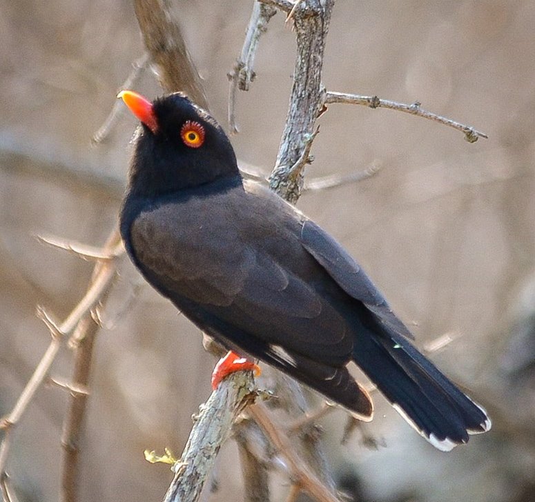Retz's Helmetshrike