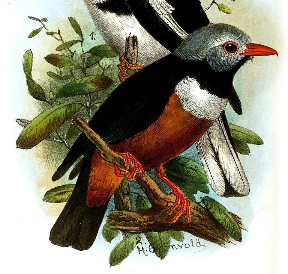 Rufous-bellied Helmetshrike