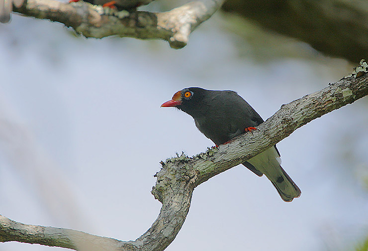 Chestnut-fronted Helmetshrike