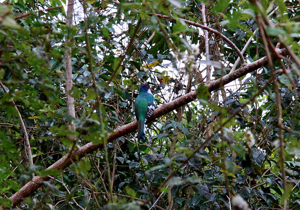 Cuban Trogon