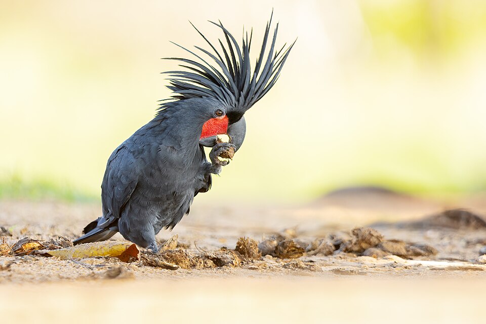 Palm Cockatoo