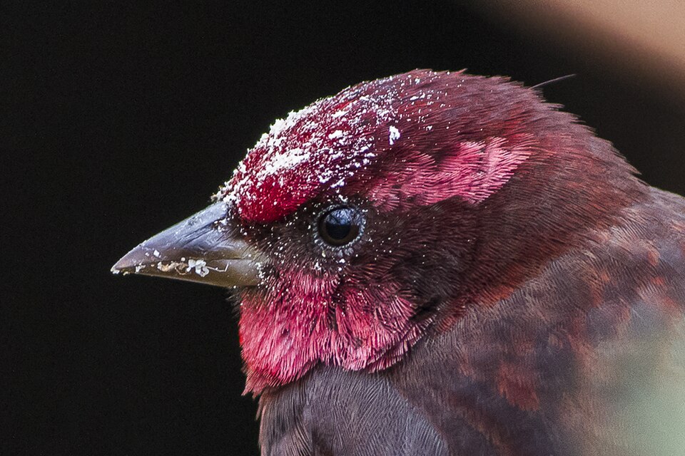 Dark-breasted Rosefinch