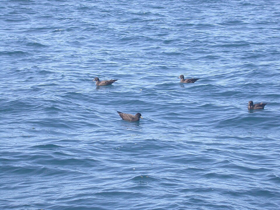 Black Petrel