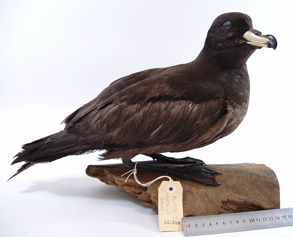Westland Petrel