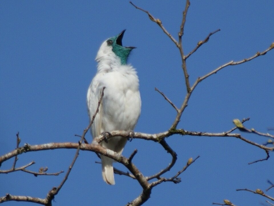 Bare-throated Bellbird