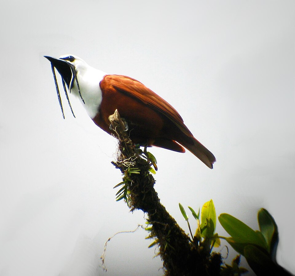 Three-wattled Bellbird