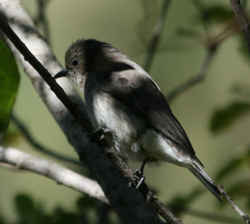 Brown-backed Honeybird