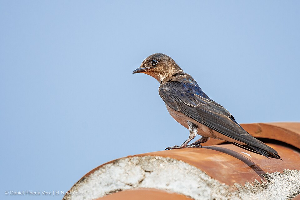 Grey-breasted Martin