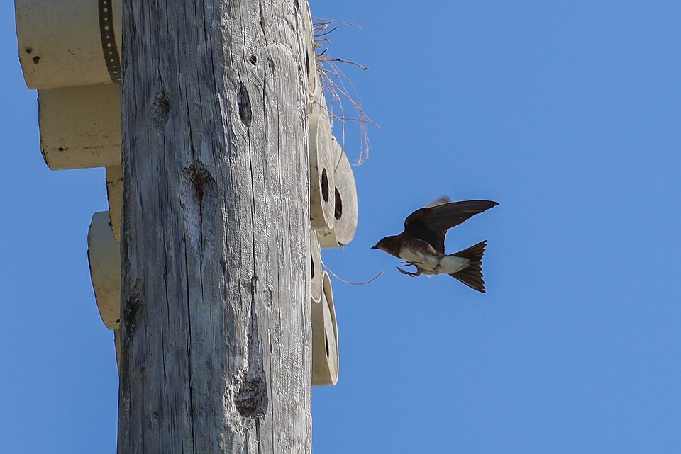 Caribbean Martin