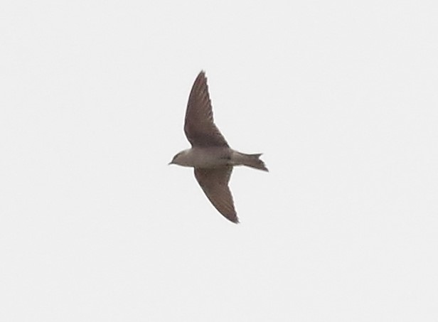 Peruvian Martin